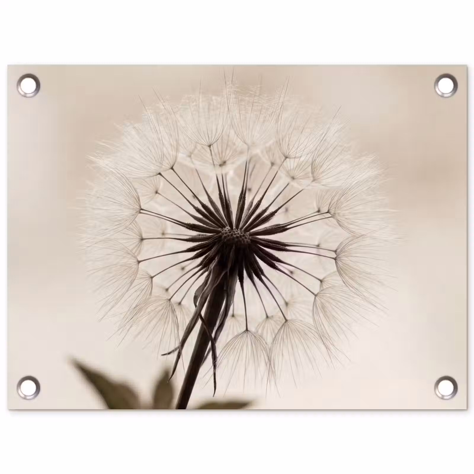 Tuinposter - Paardenbloem - Minimalistisch - Wit — 1