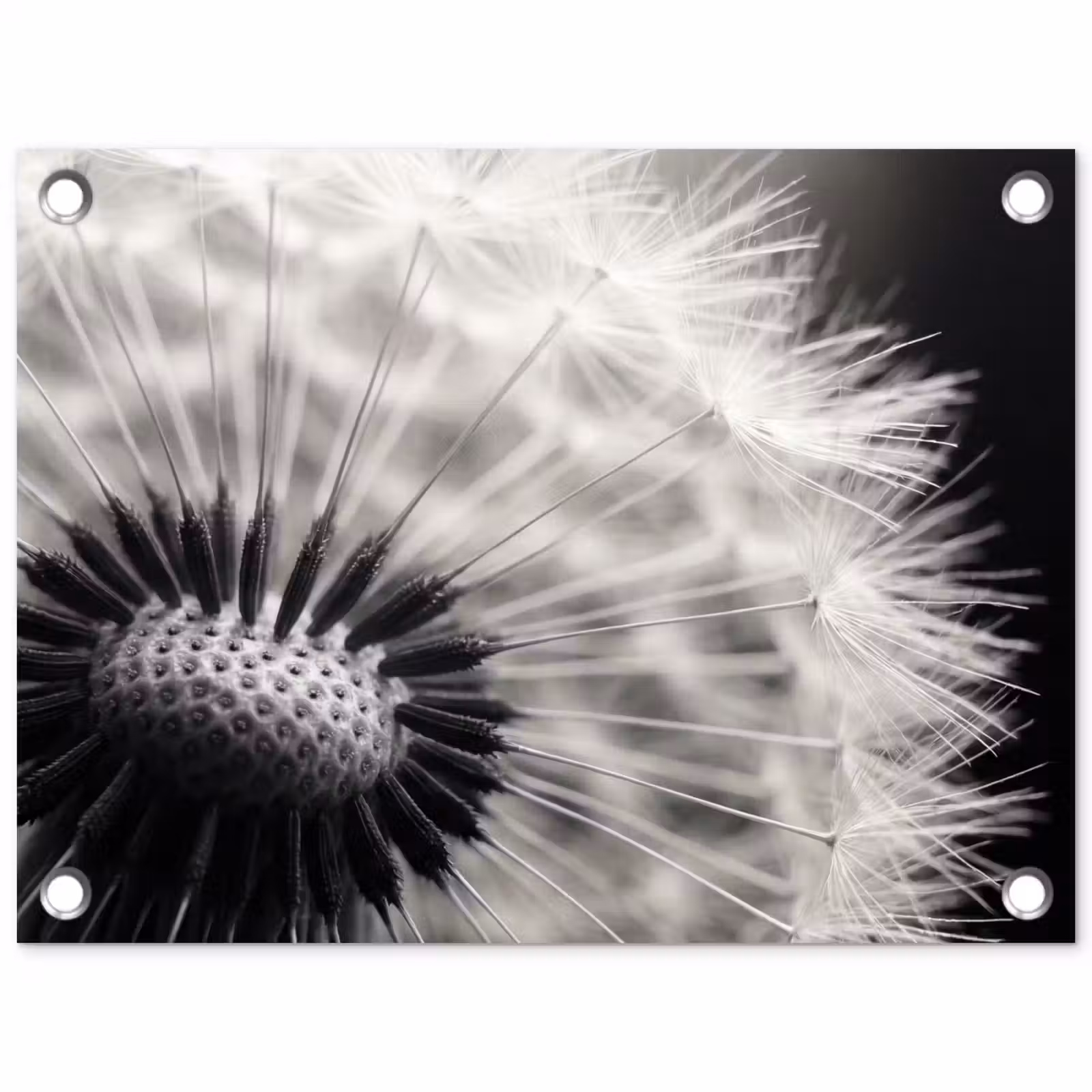 Tuinposter - Paardenbloem - Zwart - Wit — 1