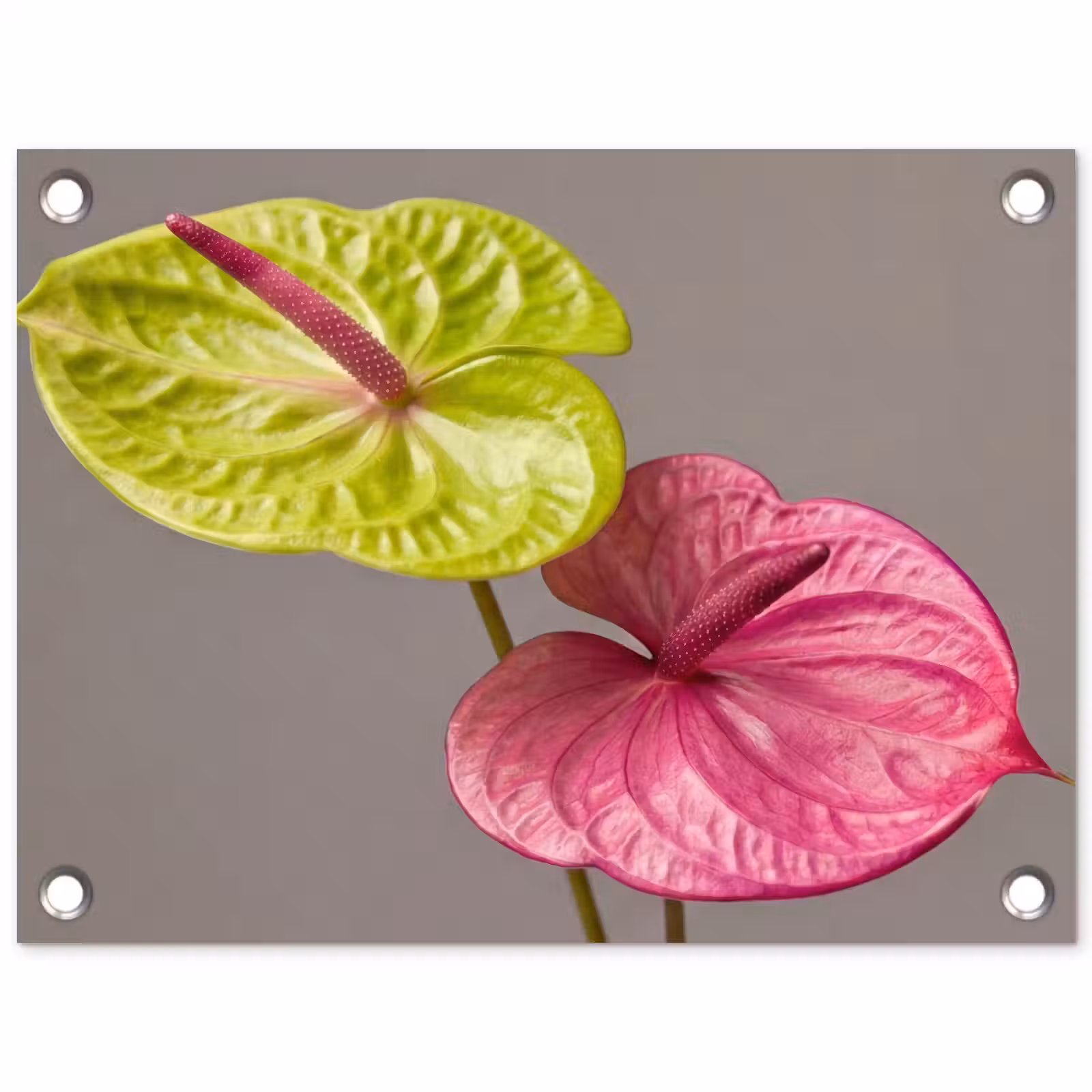 Tuinposter - Planten - Anthurium - Groen - Roze — 1