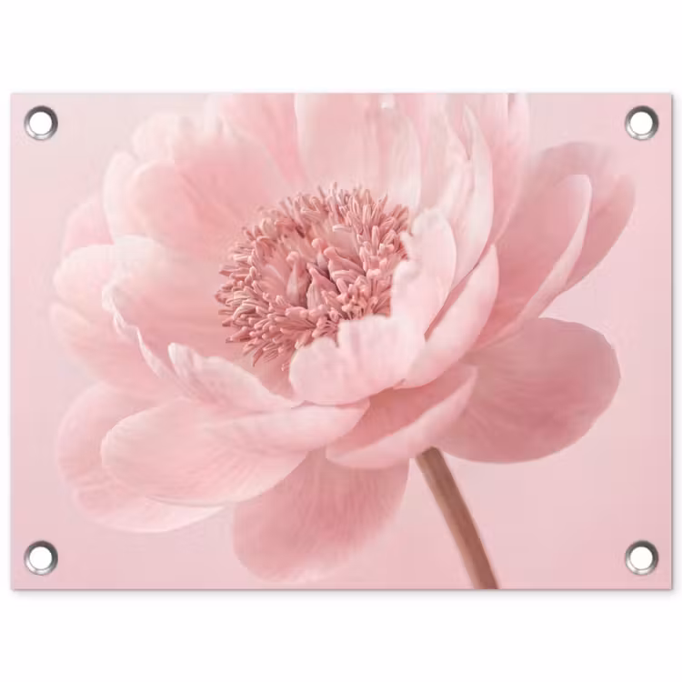 Tuinposter - Bloem - Pioenroos - Roze — 1