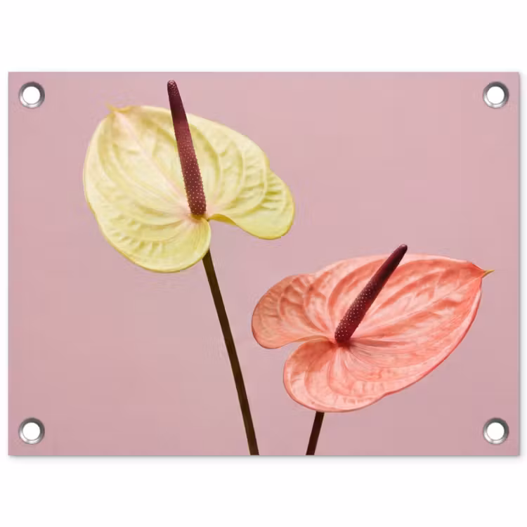 Tuinposter - Bloemen - Anthuriums - Geel - Roze — 1