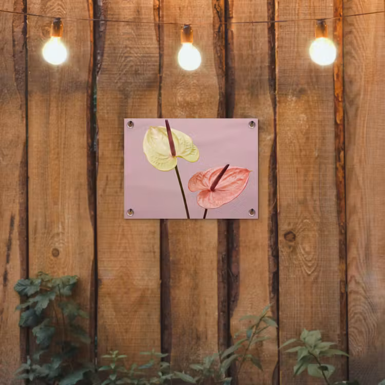 Tuinposter - Bloemen - Anthuriums - Geel - Roze — 2