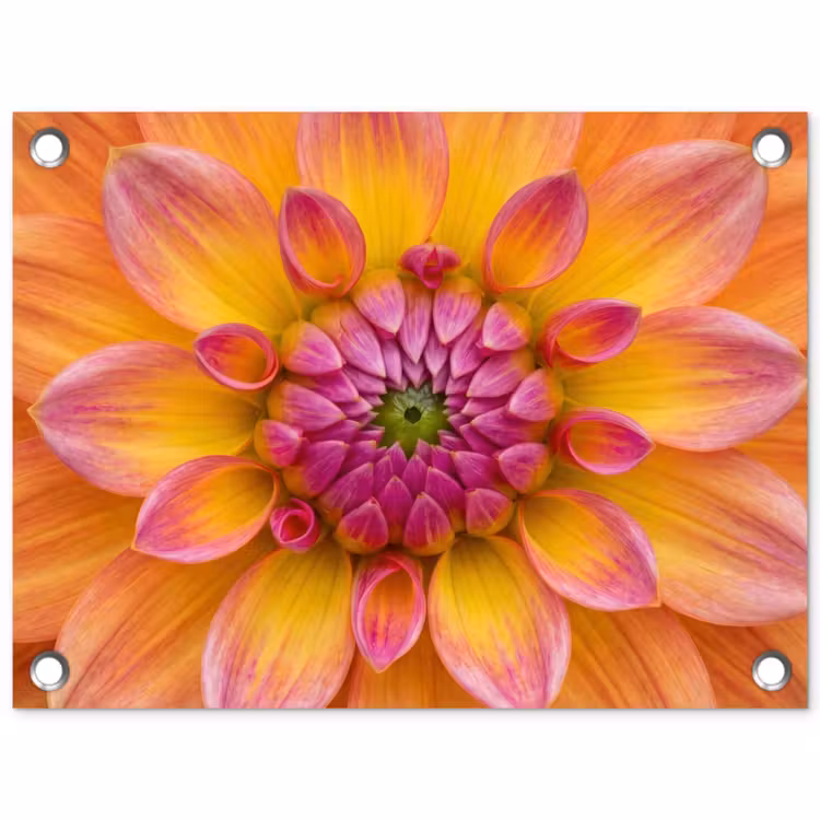 Tuinposter - Dahlia - Bloem - Oranje — 1