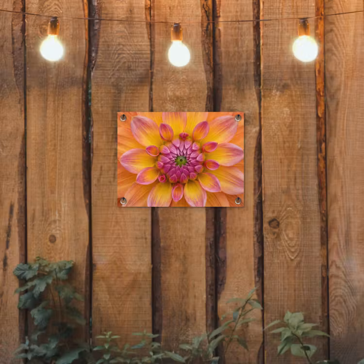 Tuinposter - Dahlia - Bloem - Oranje — 2