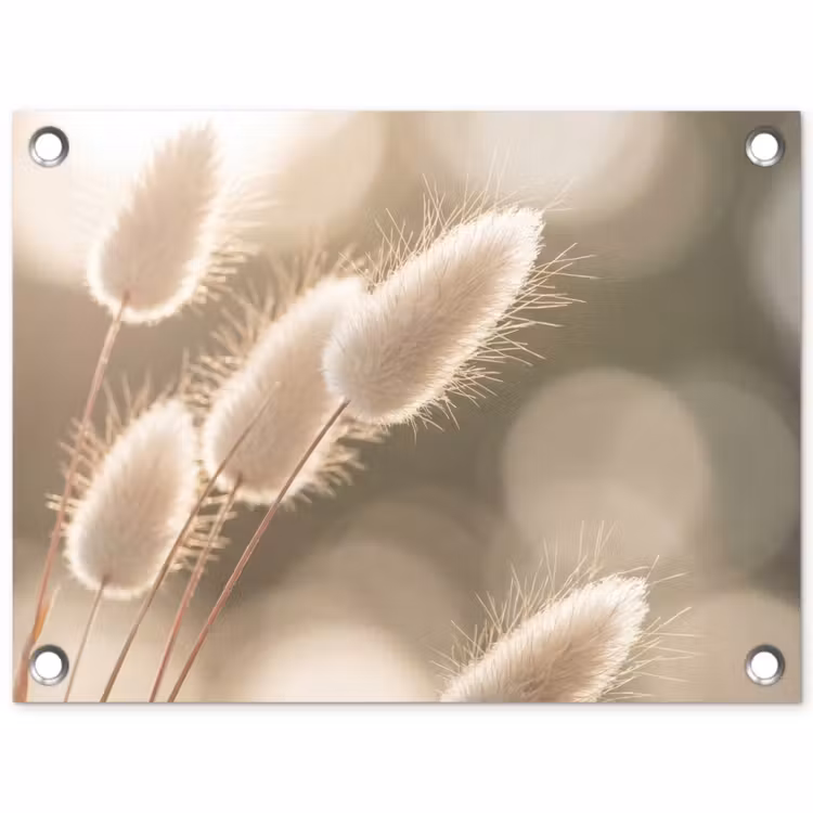 Tuinposter - Hazestaartgras - Wit - Zonlicht — 1