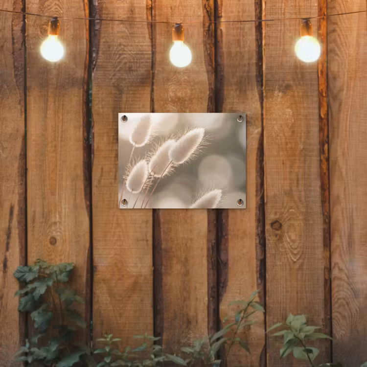Tuinposter - Hazestaartgras - Wit - Zonlicht — 2