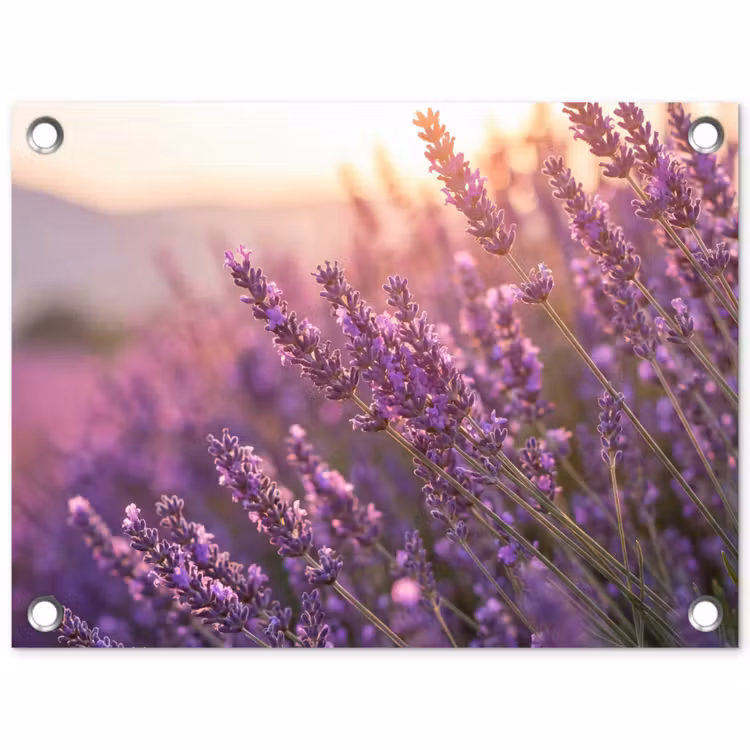 Tuinposter - Lavendel - Paars - Zonlicht — 1