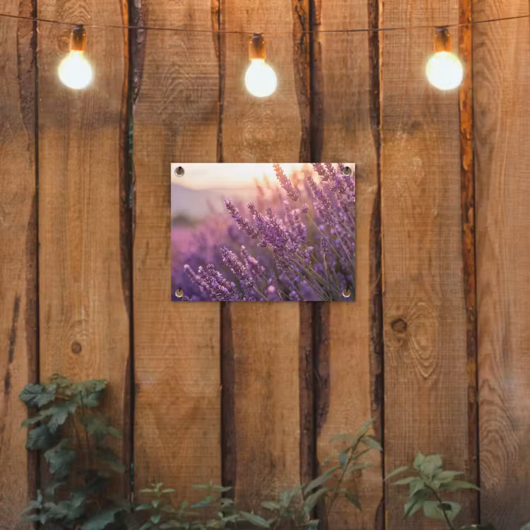 Tuinposter - Lavendel - Paars - Zonlicht — 2