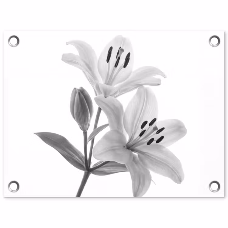 Tuinposter - Lelies - Elegant - Zwart - Wit — 1