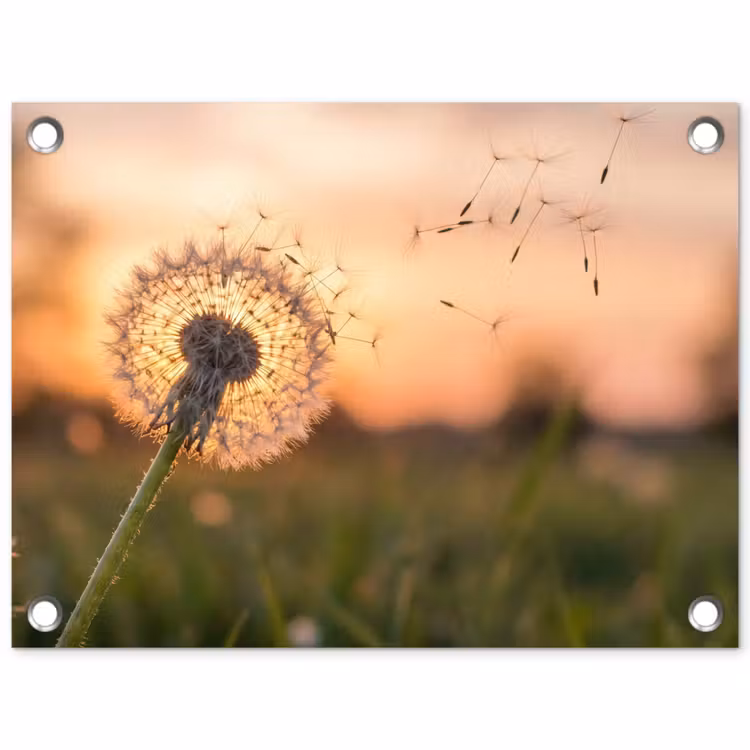 Tuinposter - Paardenbloem - Zonsondergang - Veld — 1