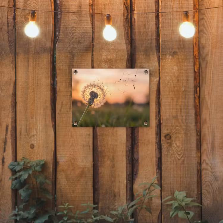 Tuinposter - Paardenbloem - Zonsondergang - Veld — 2