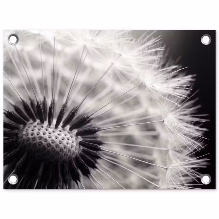 Tuinposter - Paardenbloem - Zwart - Wit — 1