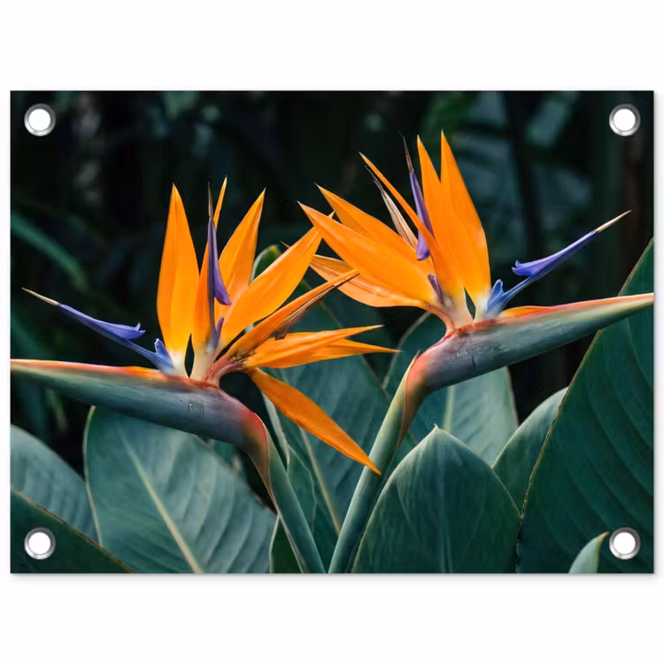Tuinposter - Paradijsvogel - Bloem - Exotisch — 1