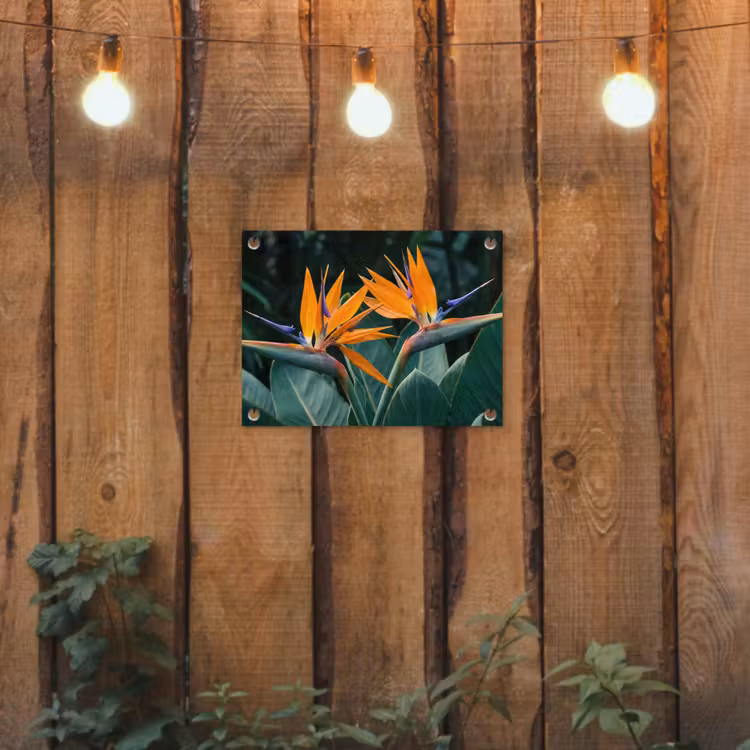 Tuinposter - Paradijsvogel - Bloem - Exotisch — 2
