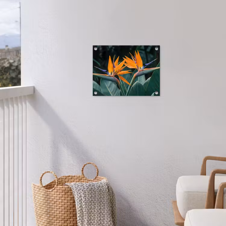 Tuinposter - Paradijsvogel - Bloem - Exotisch — 3