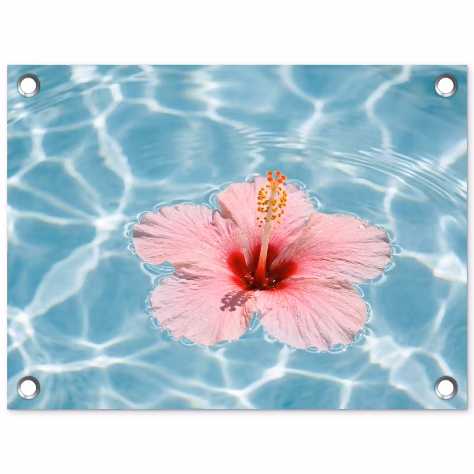 Tuinposter - Hibiscus - Water - Roze — 1