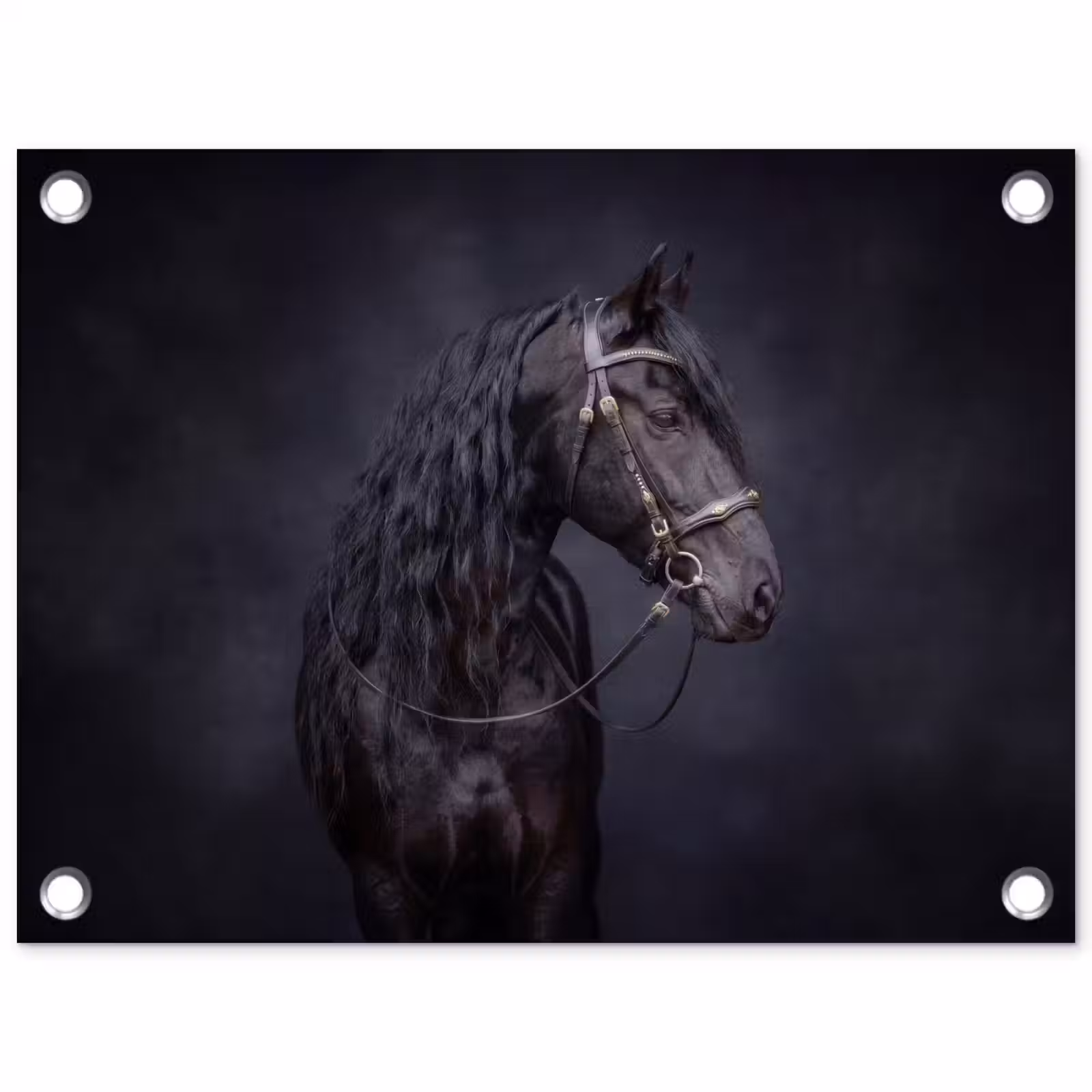 Tuinposter - Portret - Paard - Donker — 1