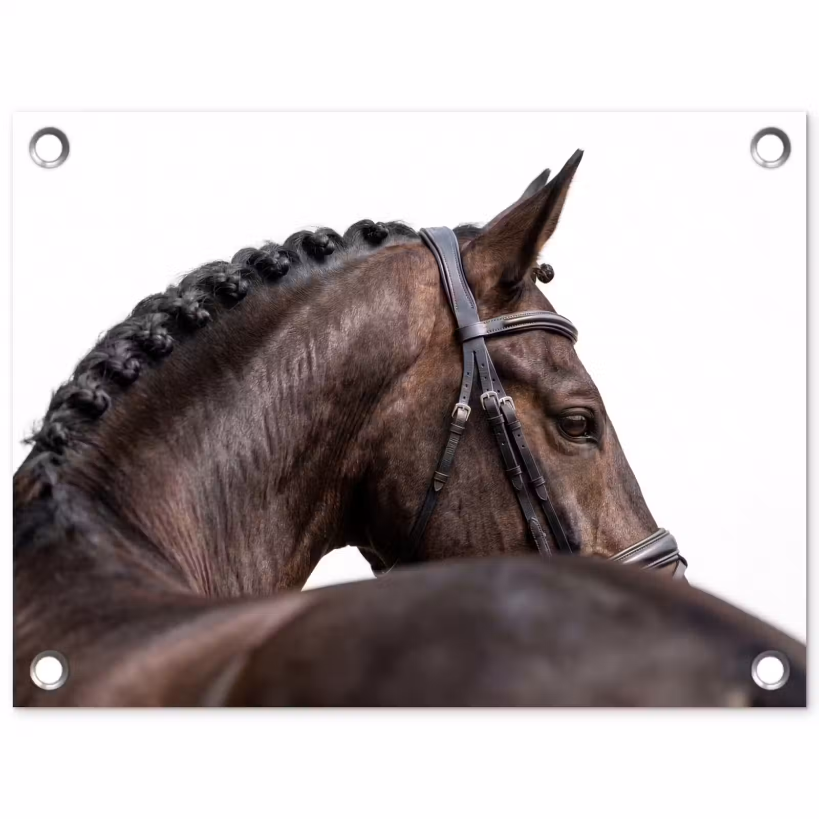 Tuinposter - Portret - Paard - Elegant — 1