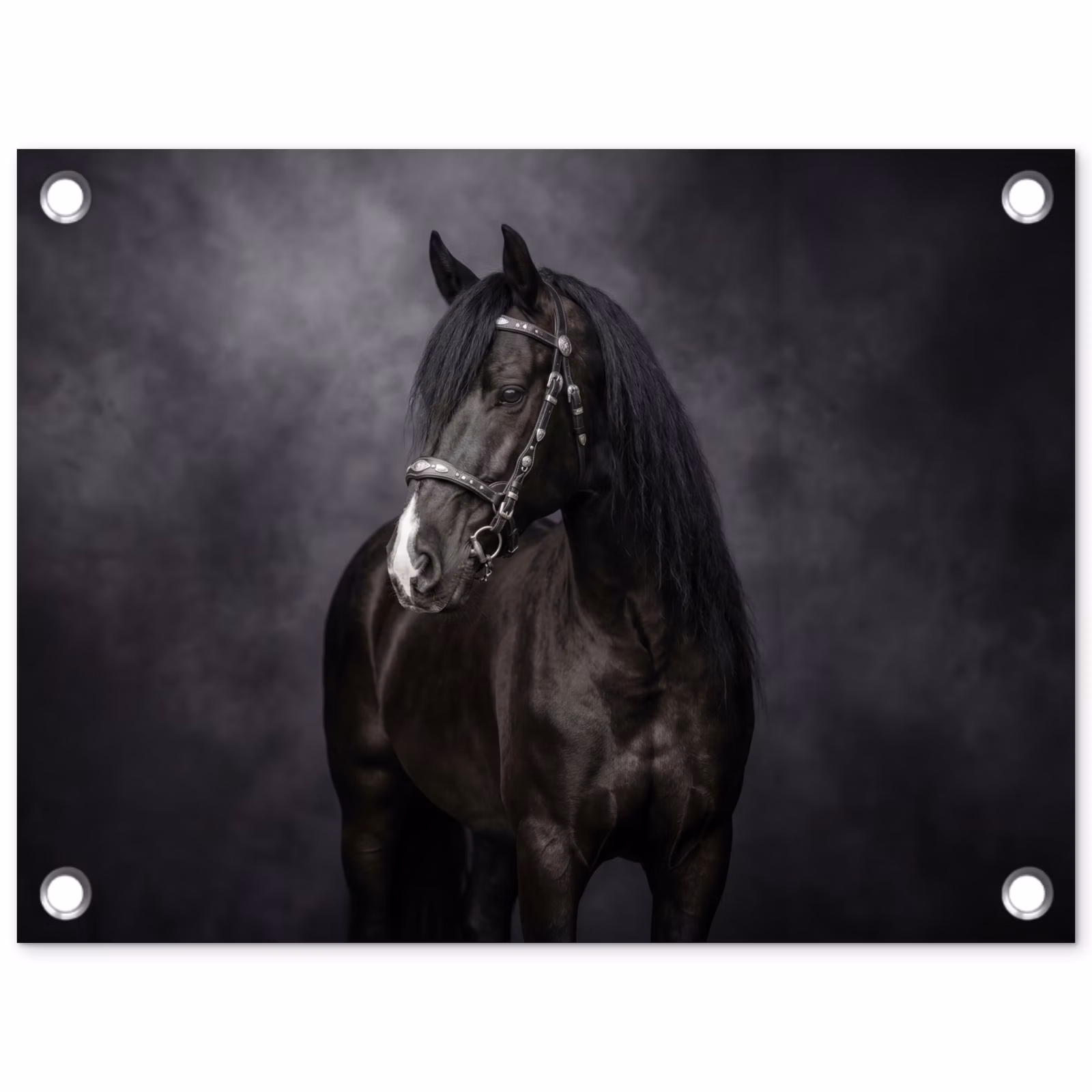 Tuinposter - Portret - Paard - Zwart — 1
