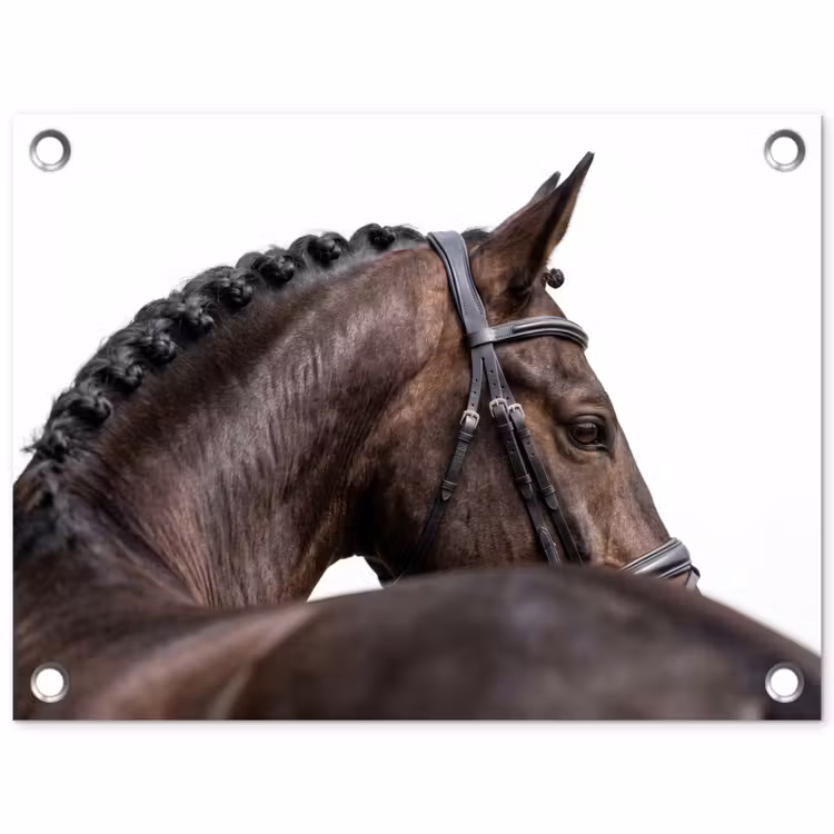 Tuinposter - Portret - Paard - Elegant — 1