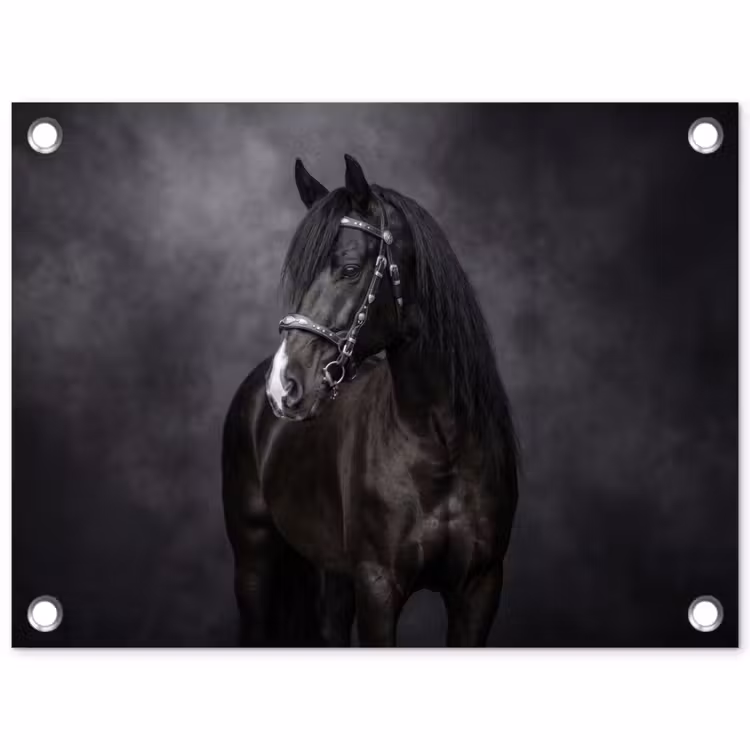 Tuinposter - Portret - Paard - Zwart — 1