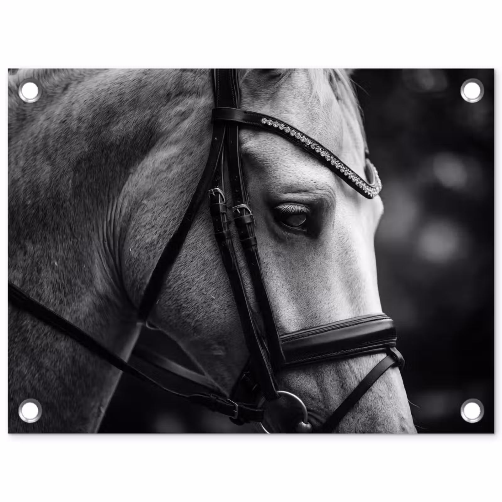Tuinposter - Paard - Schimmel - Portret — 1