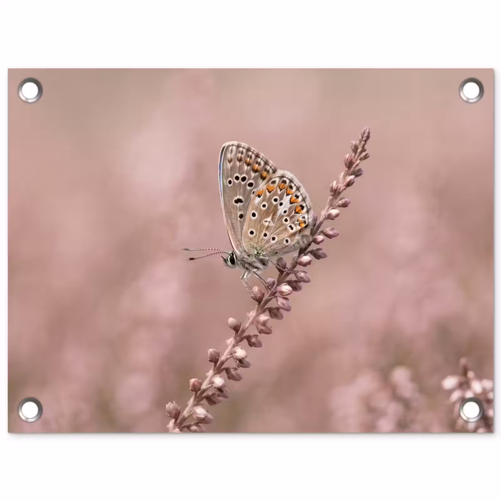Tuinposter - Lavendel - Vlinder - Paars — 1