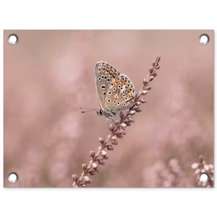 Tuinposter - Lavendel - Vlinder - Paars — 1