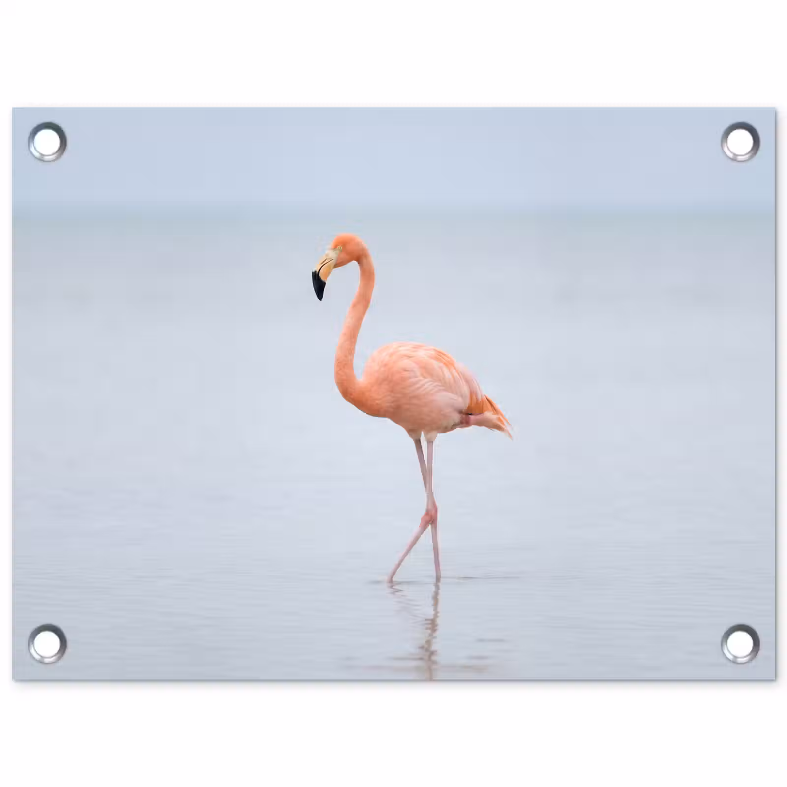 Tuinposter - Flamingo - Zee - Roze — 1