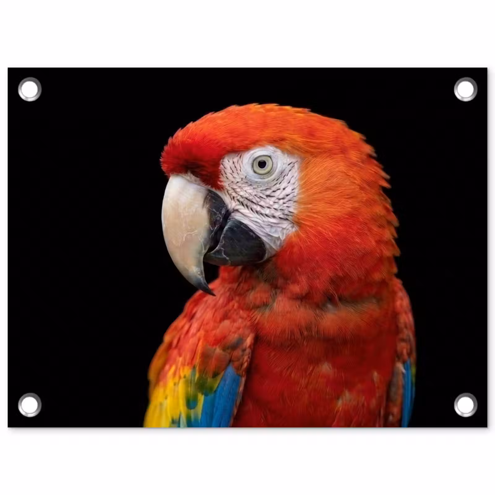 Tuinposter - Ara - Portret - Rood — 1