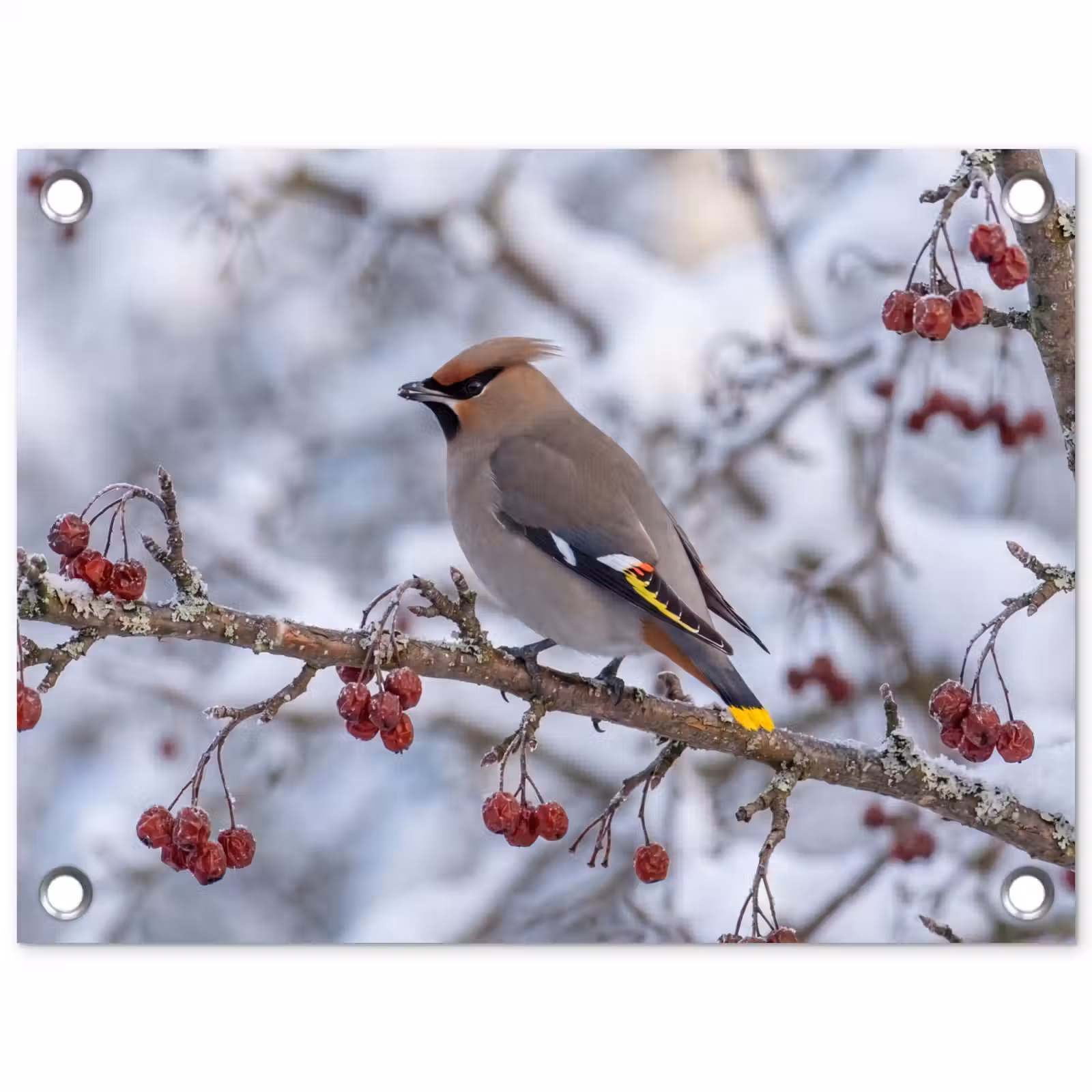 Tuinposter - Pestvogel - Bessen - Winter - Natuur — 1