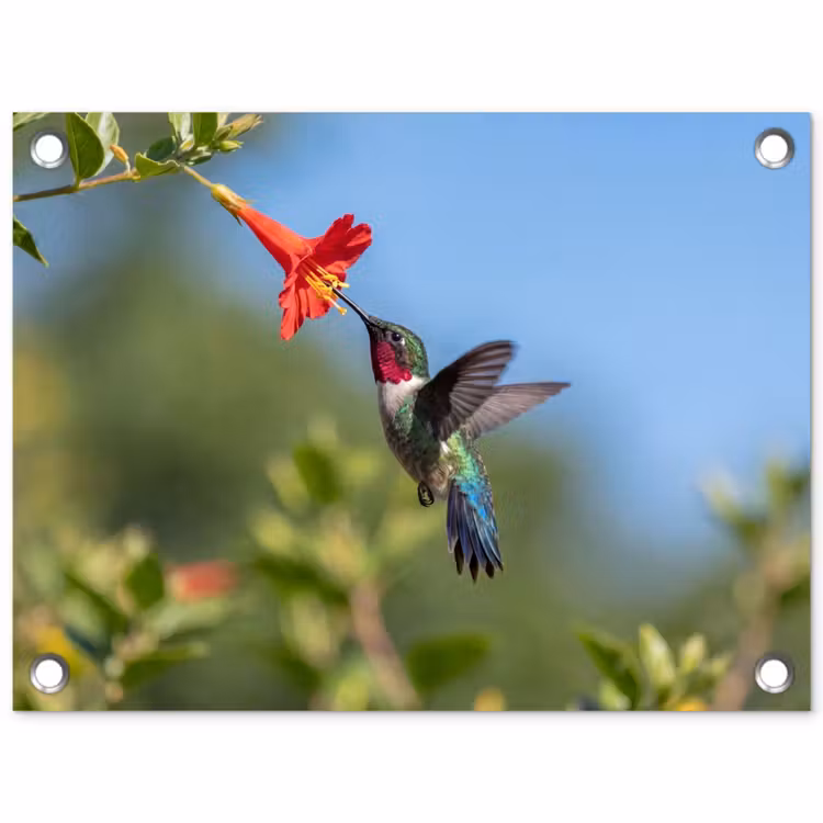 Tuinposter - Kolibrie - Bloem - Natuur - Groen — 1