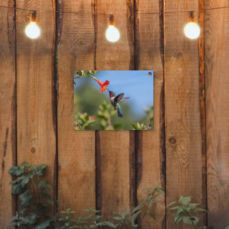 Tuinposter - Kolibrie - Bloem - Natuur - Groen — 2
