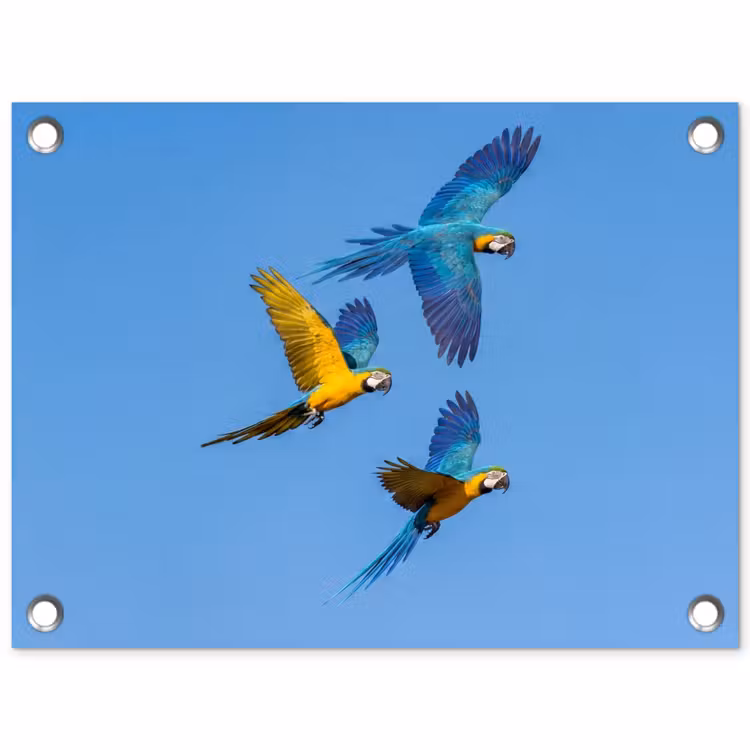 Tuinposter - Papagaai - Vliegen - Blauw - Geel — 1