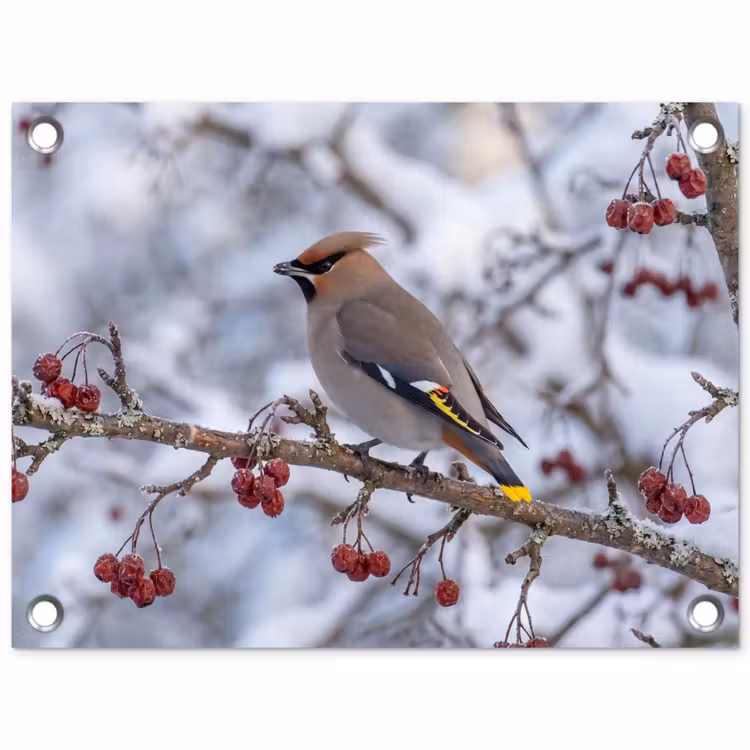 Tuinposter - Pestvogel - Bessen - Winter - Natuur — 1
