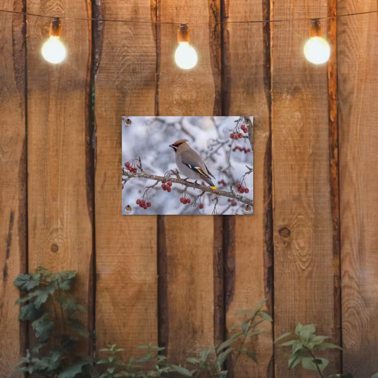 Tuinposter - Pestvogel - Bessen - Winter - Natuur — 2