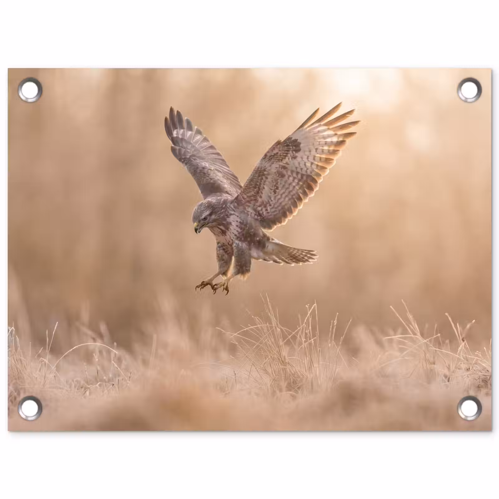 Tuinposter - Buizerd - Roofvogel - Natuur - Bruin — 1