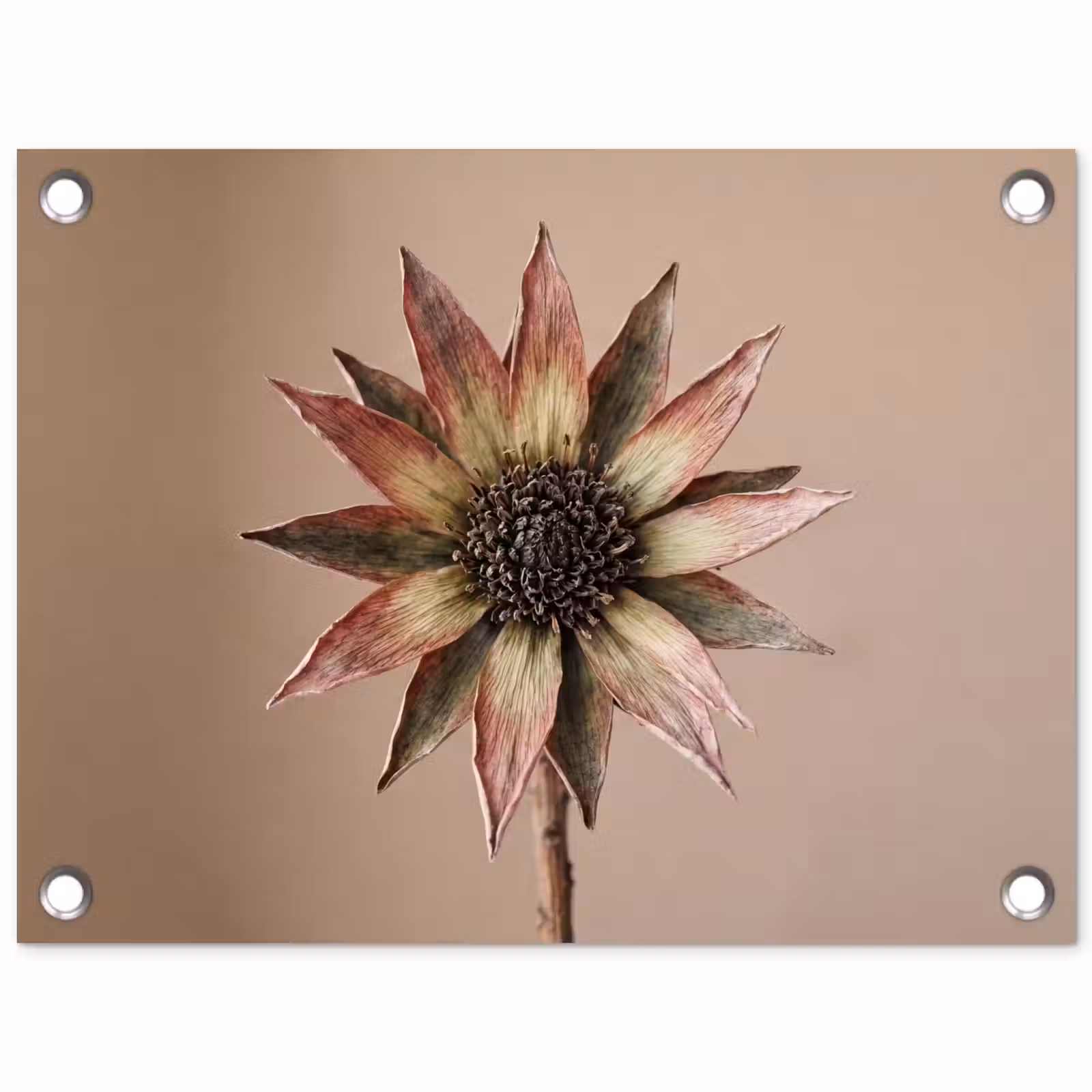 Tuinposter - Droogbloem - Protea - Vintage - Beige - Rustiek — 1