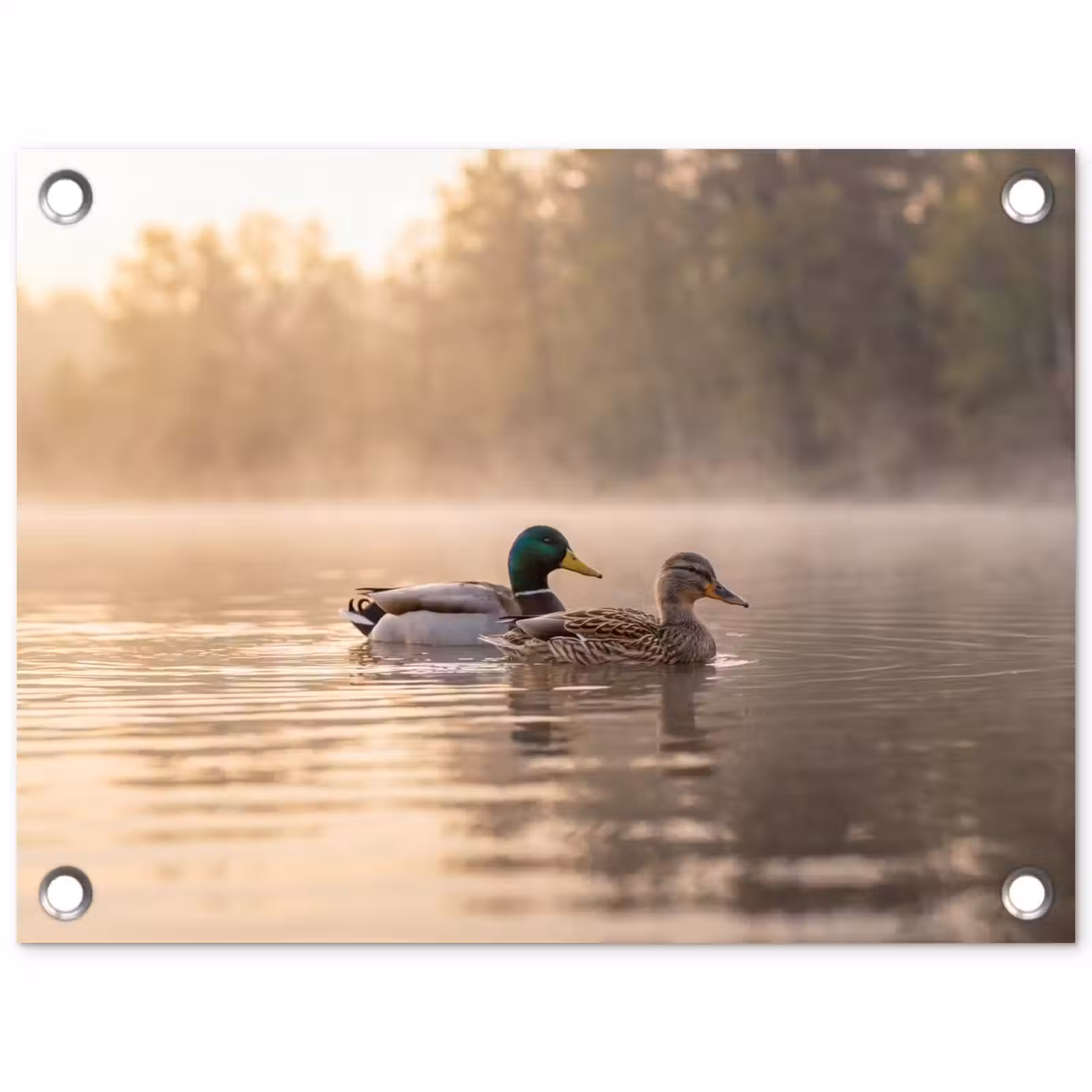 Tuinposter - Eenden - Water - Mist - Natuur — 1