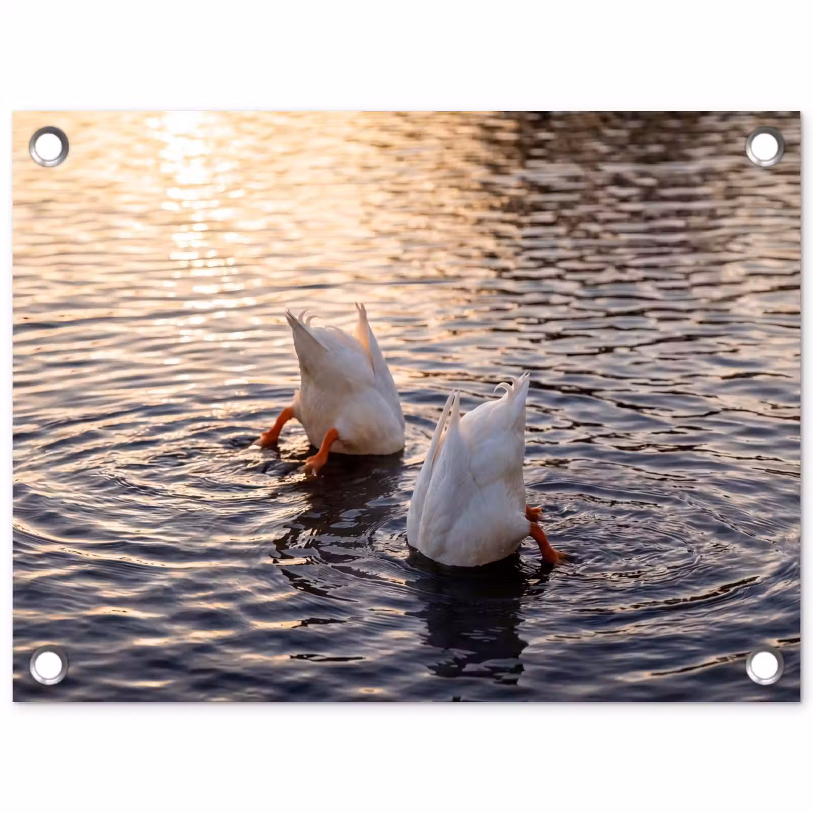 Tuinposter - Eenden - Water - Natuur — 1