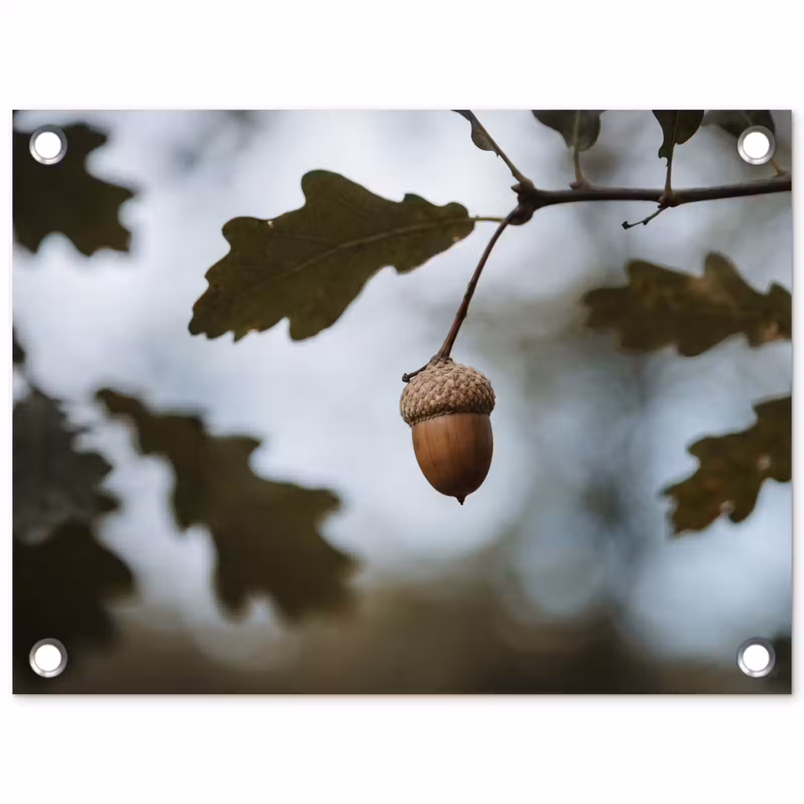 Tuinposter - Eikel - Eikenblad - Bos - Herfst - Natuur — 1