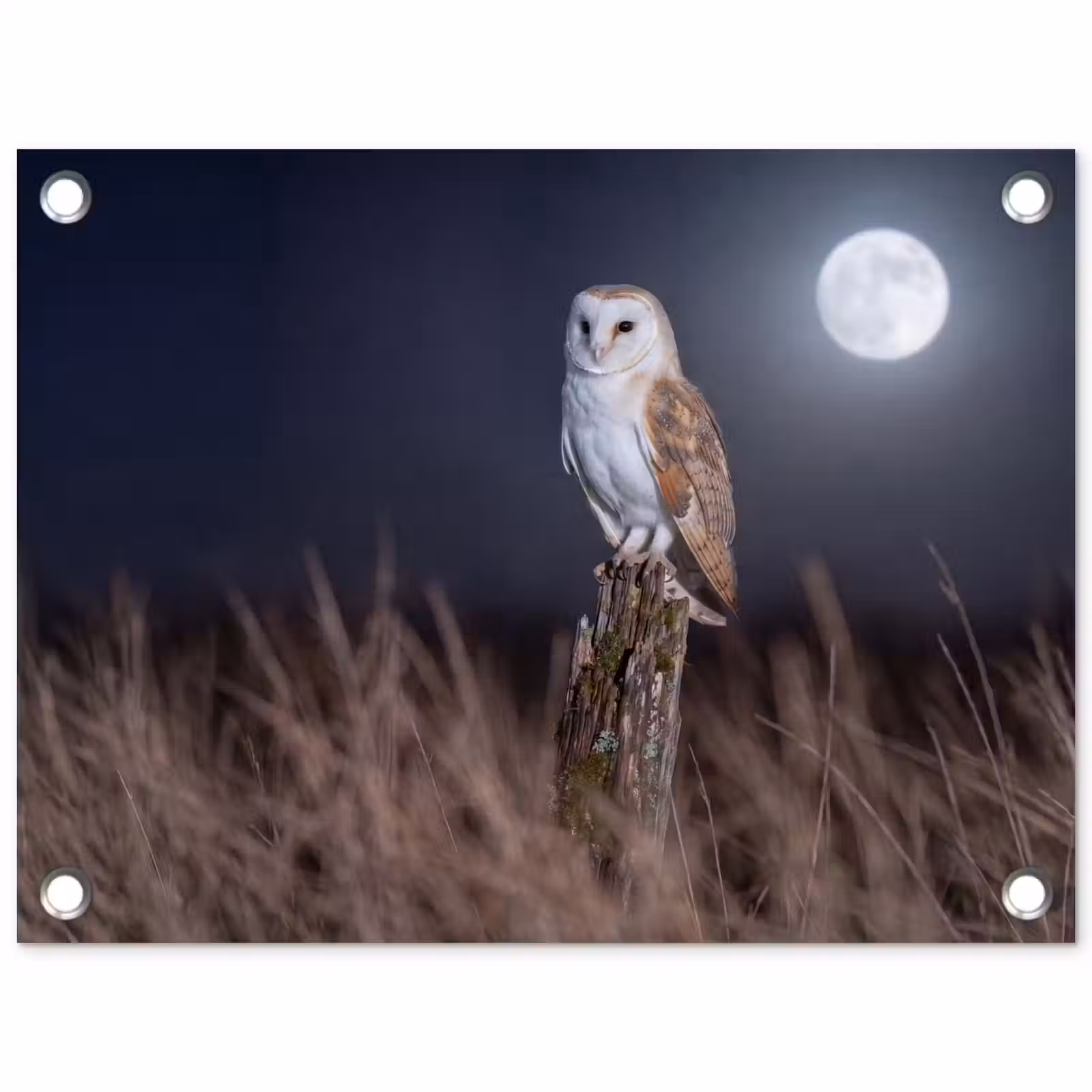 Tuinposter - Kerkuil - Maan - Nacht — 1