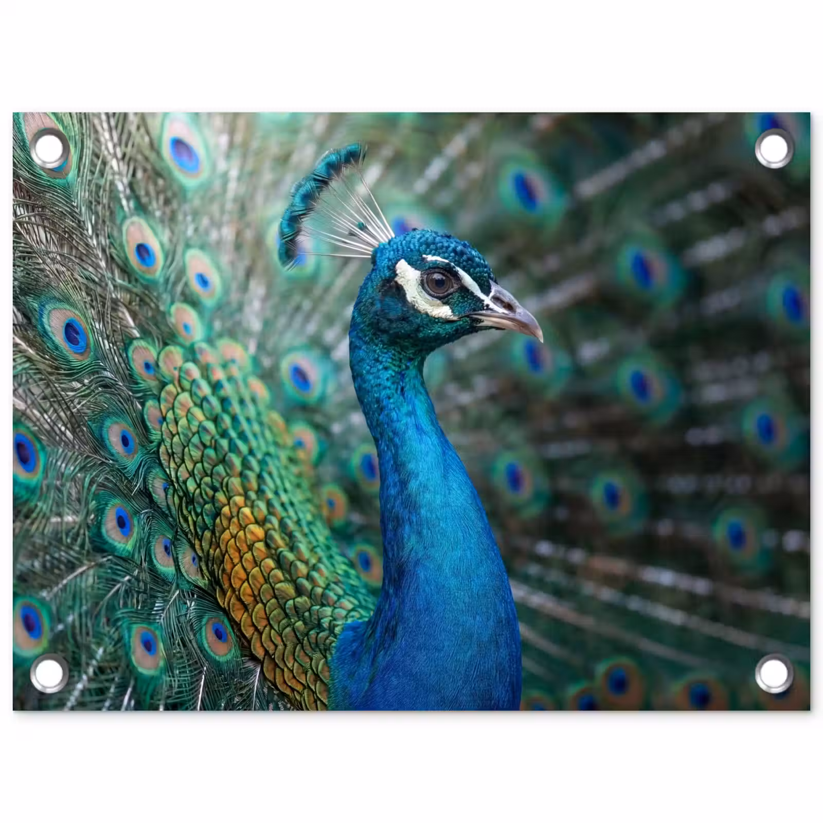 Tuinposter - Pauw - Veren - Blauw — 1