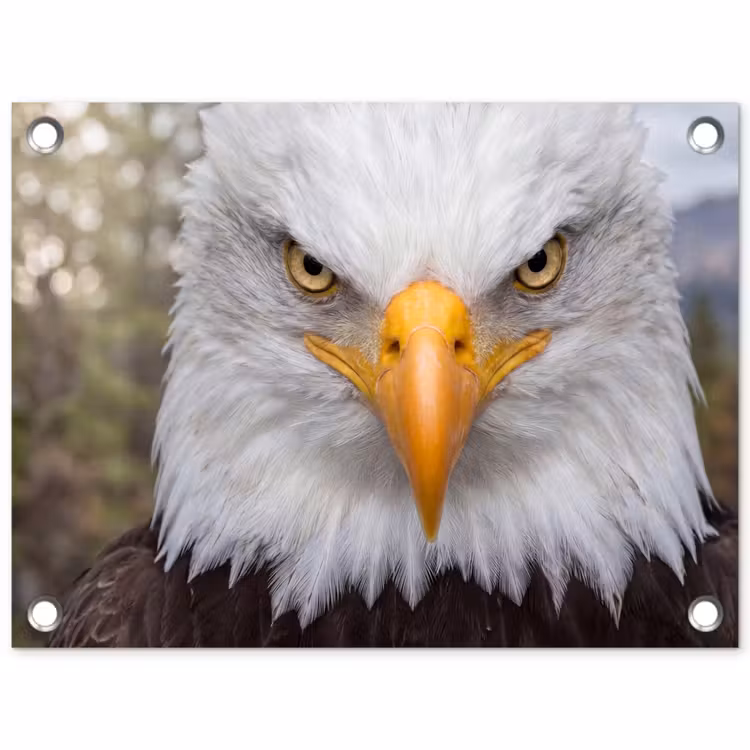 Tuinposter - Amerikaans - Zeearend - Portret - Geel — 1