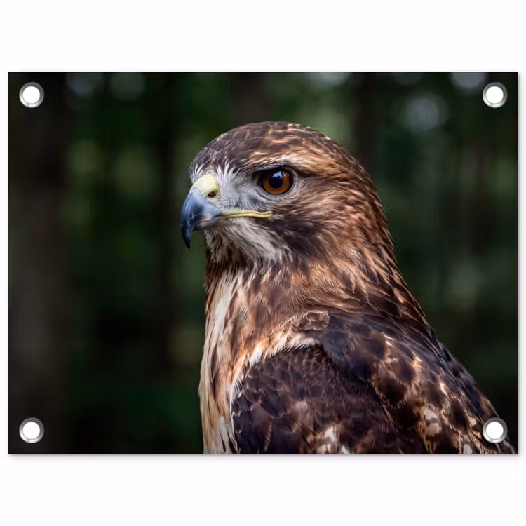 Tuinposter - Buizerd - Roofvogel - Natuur - Bruin — 1