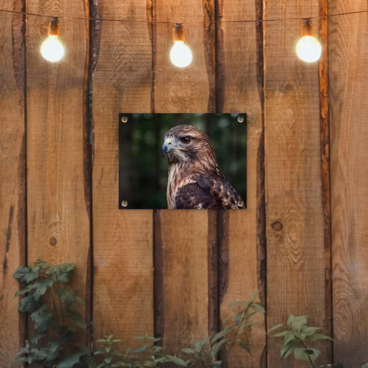 Tuinposter - Buizerd - Roofvogel - Natuur - Bruin — 2