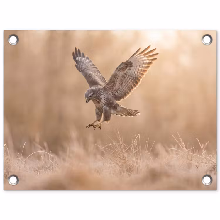 Tuinposter - Buizerd - Roofvogel - Natuur - Bruin — 1