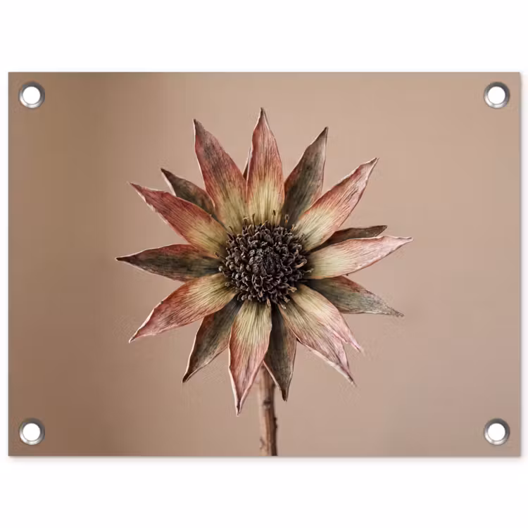Tuinposter - Droogbloem - Protea - Vintage - Beige - Rustiek — 1