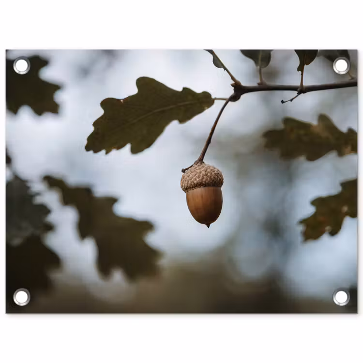 Tuinposter - Eikel - Eikenblad - Bos - Herfst - Natuur — 1