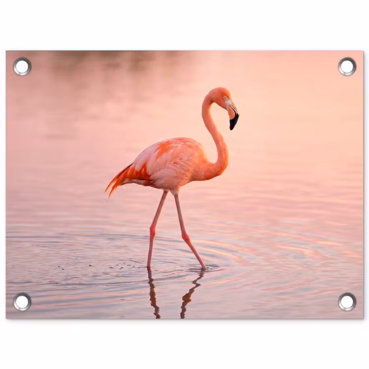 Tuinposter - Flamingo - Water - Roze — 1